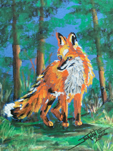 Red Fox copyright Joanne Howard 2026