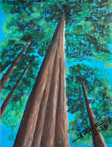 Towering Cedar copyright Joanne Howard 2026