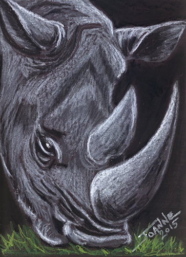 White Rhino Copyright Joanne Howard 2015