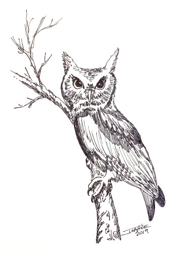 Screech Owl Pen & Ink copyright Joanne Howard 2019