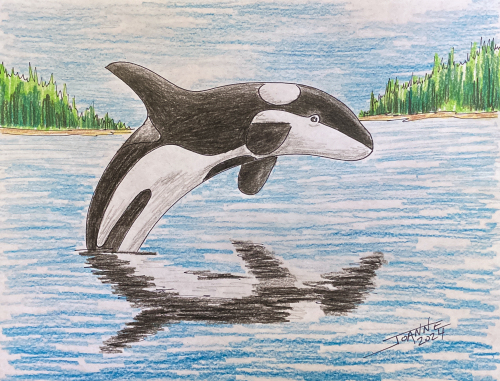 Orca Copyright Joanne Howard 2024