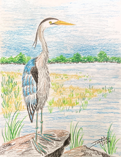 Great Blue Heron copyright Joanne Howard 2024