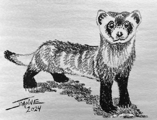 Ferret Sketch copyright Joanne Howard 2024