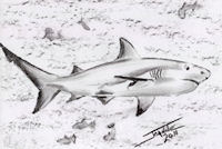 Reef Shark copyright Joanne Howard 2011