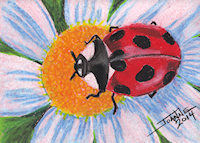 Ladybug copyright Joanne Howard 2014