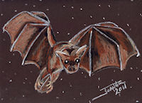 Little Brown Bat copyright Joanne Howard 2011