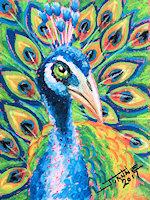 Peacock copyright Joanne Howard 2017