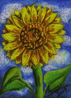 Sunflower copyright Joanne Howard 2009