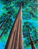 Towering Cedar copyright Joanne Howard 2026