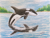 Orca copyright Joanne Howard 2024