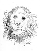 Chimp Jr. copyright Joane Howard 2020