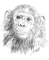 Chimp copyright Joane Howard 2020