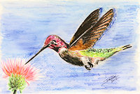 Hummingbird copyright Joanne Howard 2012